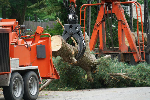 Best Arborist Services Near Me  in Middlesex, NC